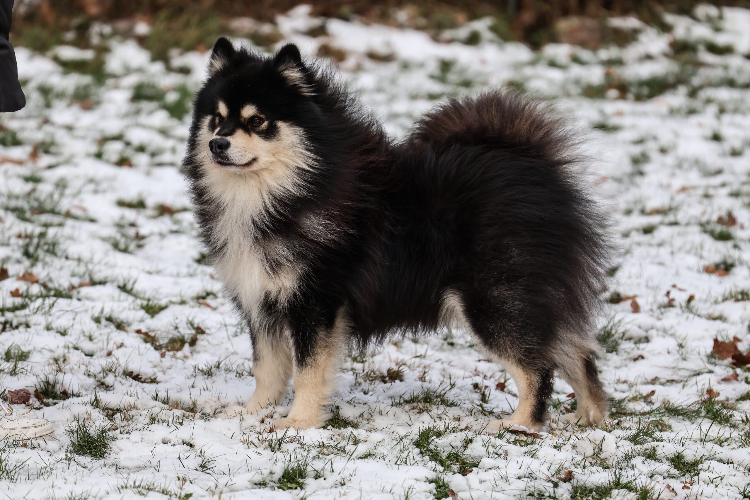 Happy Lapp Julius ( Milas)