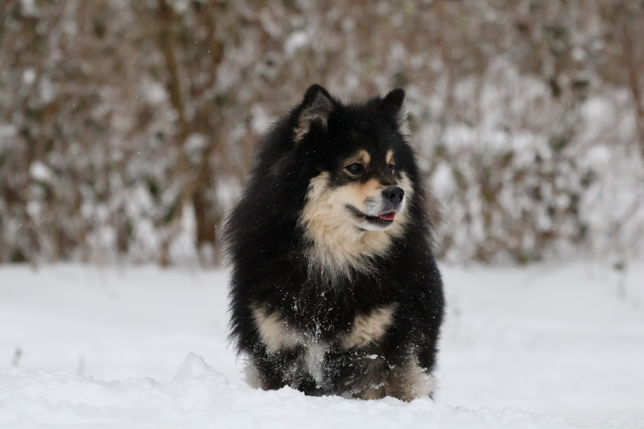 Brickebos Jaxon (Kiitos)