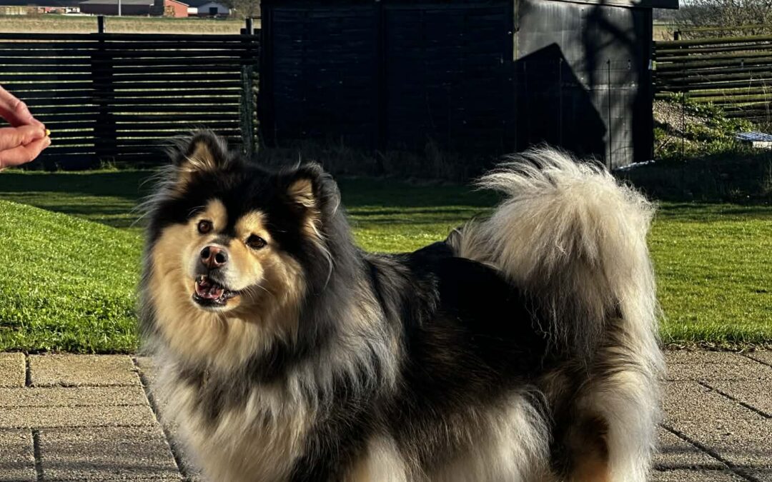 Happy Lapp CoCo   (Isla)