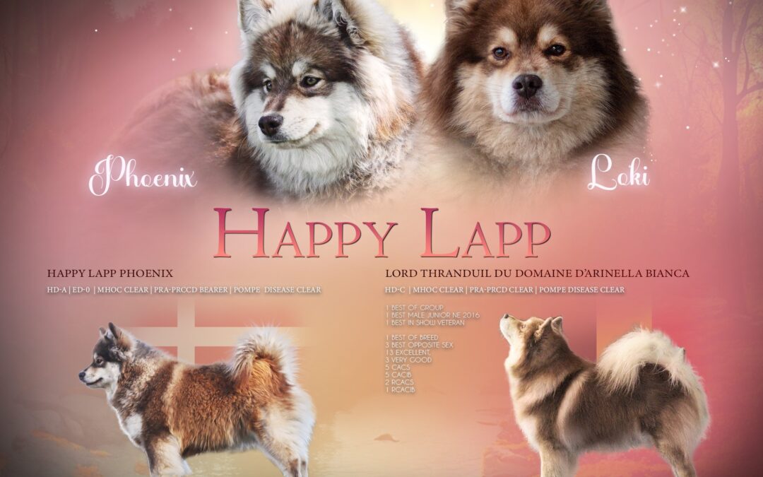 Happy Lapp Phønix
