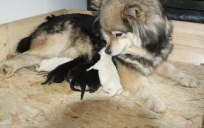 Lapinlumon Elämänilo & Lapinlumon Kiiski