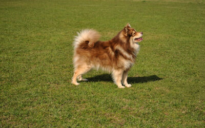 Happy Lapp Jack Jack ( Aito )