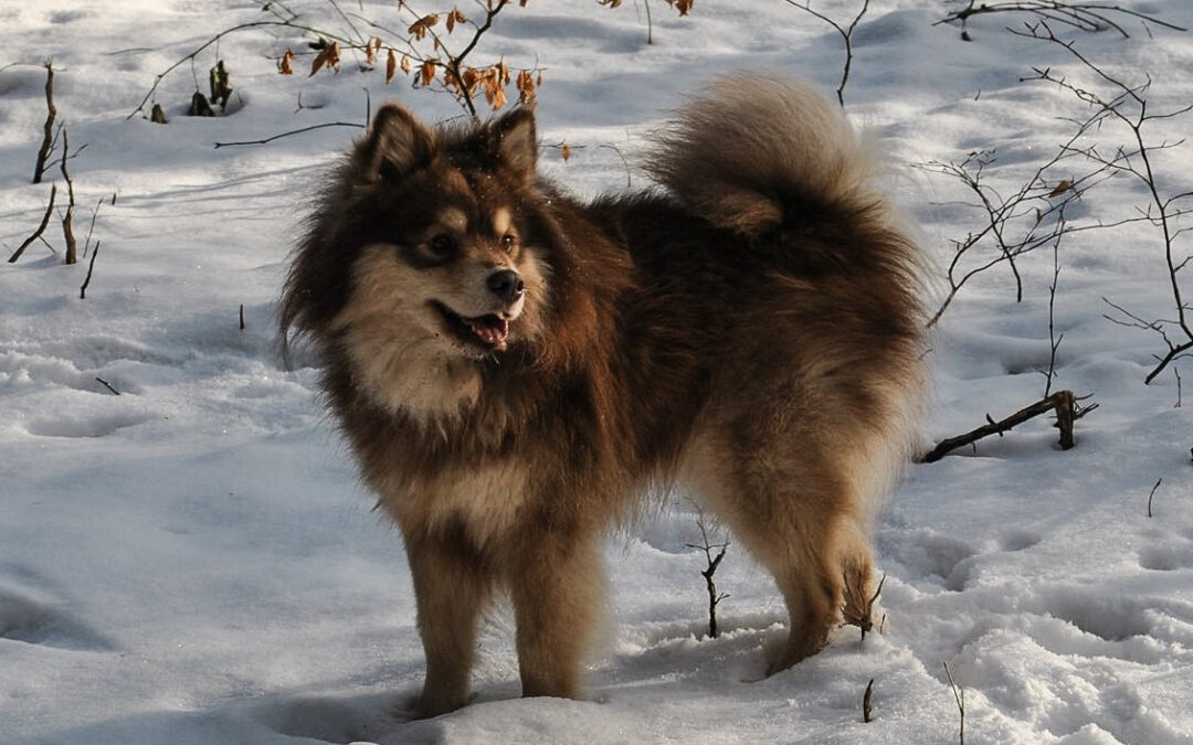 Happy Lapp Jack Jack ( Aito )