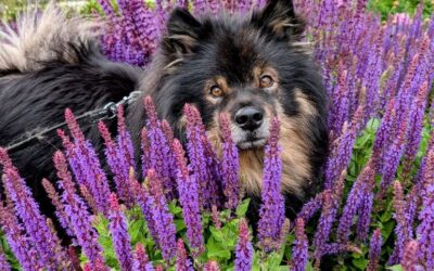 Beaivi Lapp Armstrong (Mika)