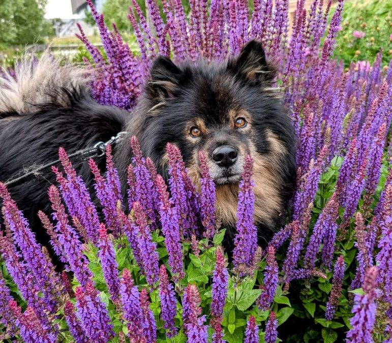 Beaivi Lapp Armstrong (Mika)