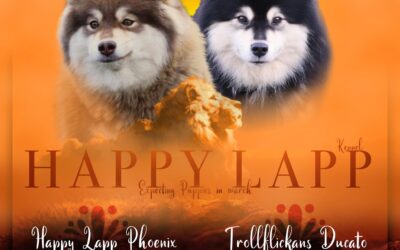 Trollflickans Ducato ( Soul) & Happy Lapp Phønix ( Løvernes Konge)