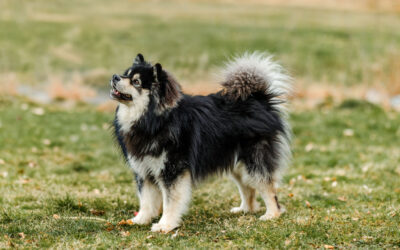 Happy Lapp Soto ( Rikku )