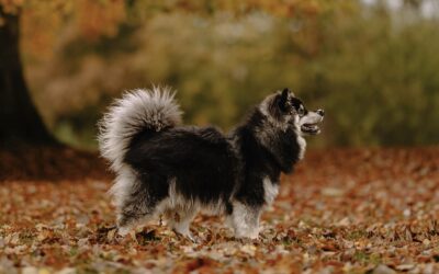 Happy Lapp Soto ( Rikku )