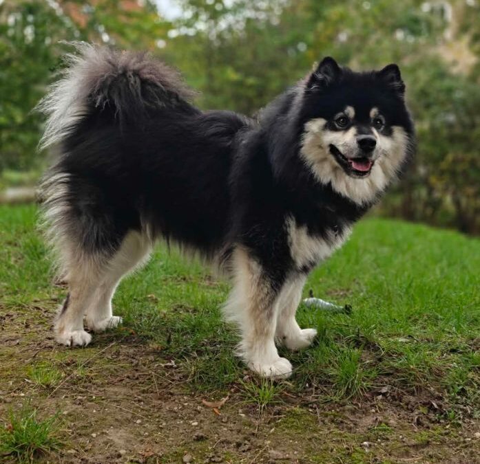 Happy Lapp Soto ( Rikko )