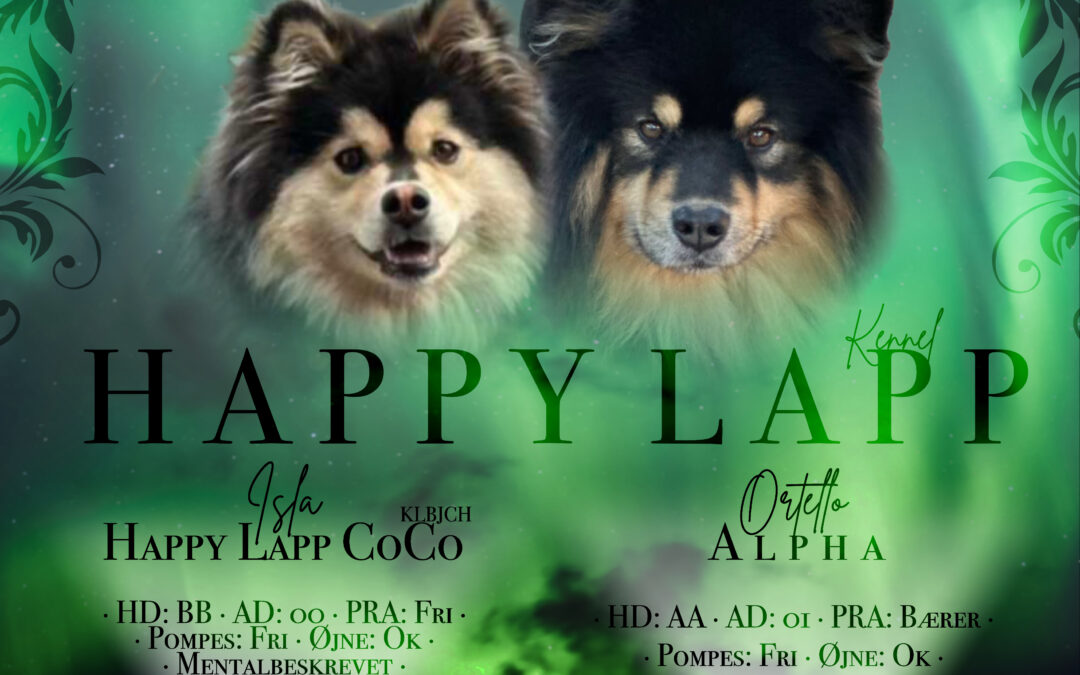 Happy Lapp CoCo ( Isla )  Alpha ( Ortello) Nico og rensdyrenden