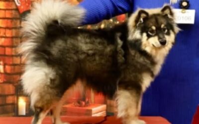 Happy Lapp Esmeralda( Lilu)