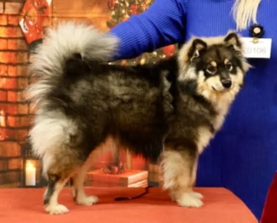 Happy Lapp Esmeralda( Lilu)