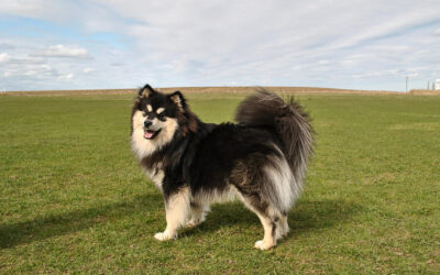 Happy Lapp Maui ( Kaaos )