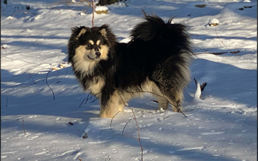 Happy Lapp Maui ( Kaaos )