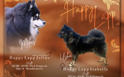 Happy Lapp Julius og Happy Lapp Isabela