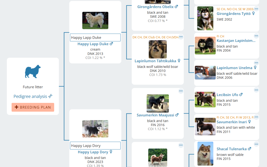 Happy Lapp Duke & Happy Lapp Dory