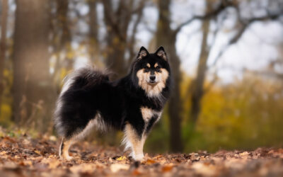 Happy Lapp Crush( Pappi)