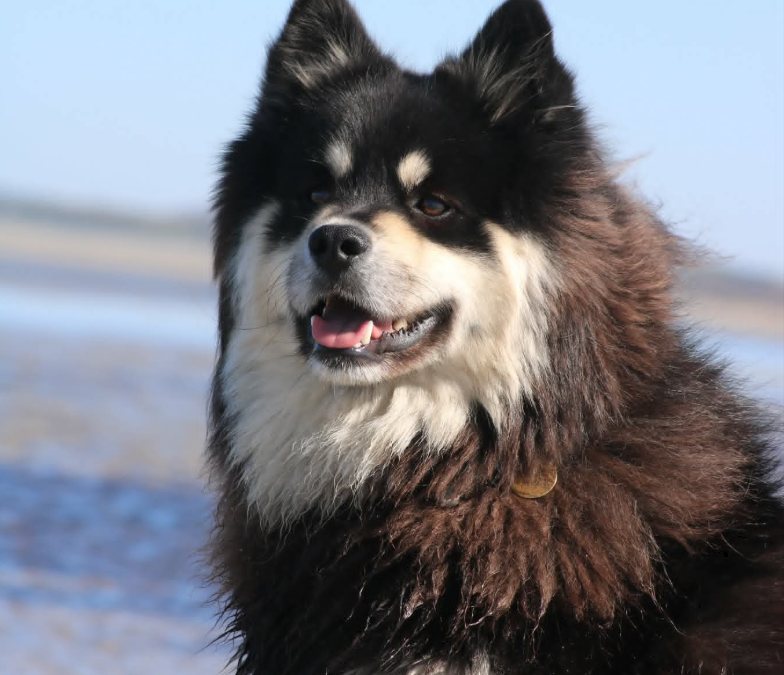 Happy Lapp Merlin ( Ilo)