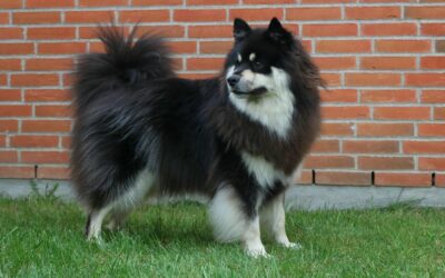 Happy Lapp Merlin ( Ilo)