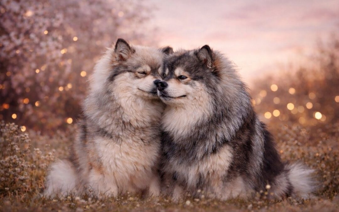 Happy Lapp Obelix & Usha Nunki de la Féérie Polaire