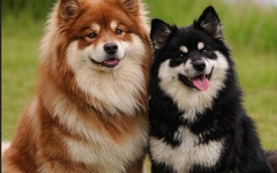 Happy Lapp Brian  & Happy Lapp Dory