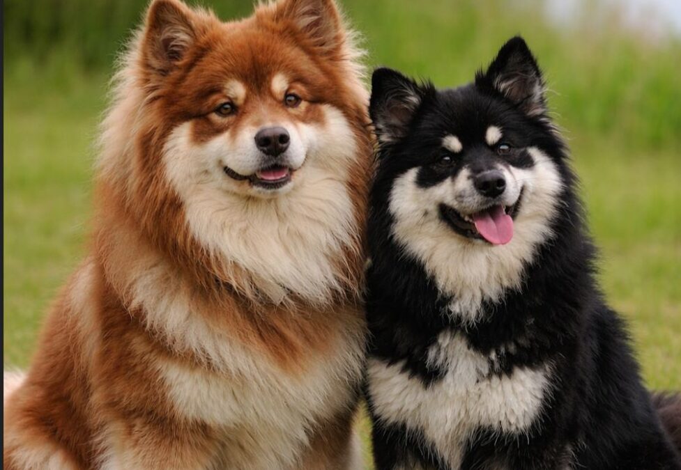 Happy Lapp Brian  & Happy Lapp Dory