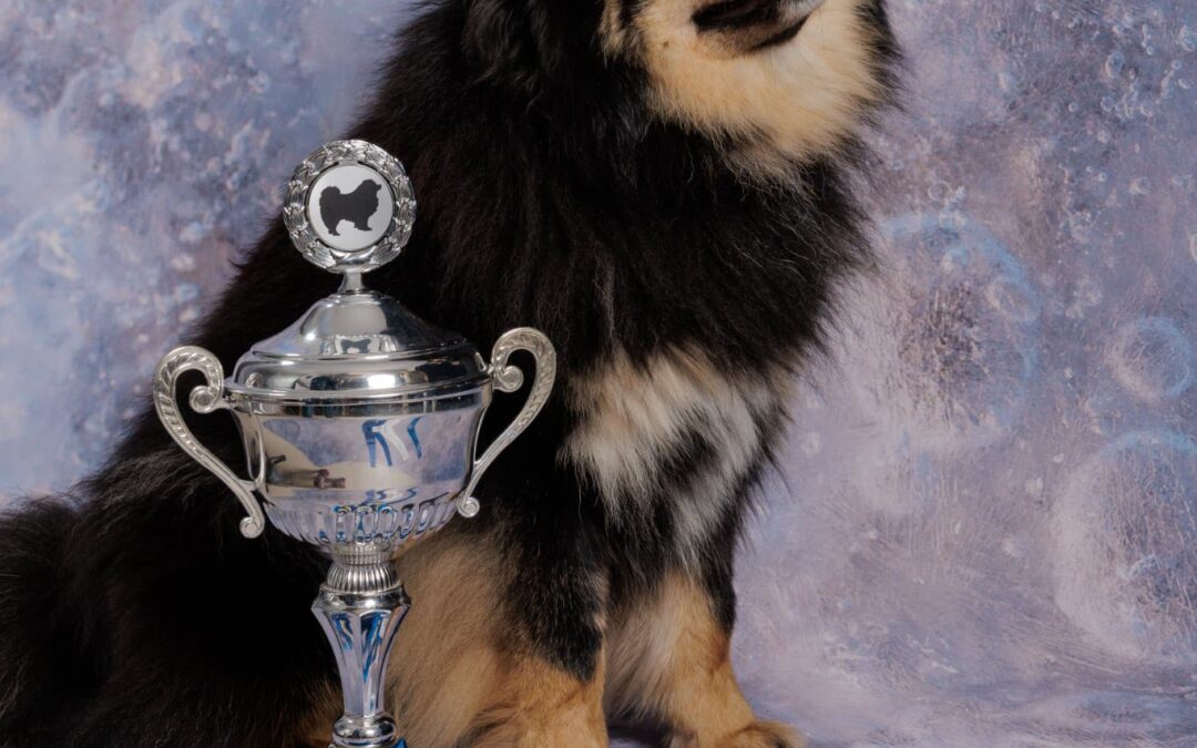 Aulis Enkeli Nalle 2025