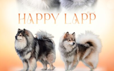 Happy Lapp Obelix & Usha Nunki de la Féérie Polaire